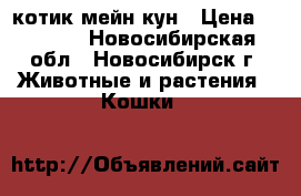 котик мейн кун › Цена ­ 5 000 - Новосибирская обл., Новосибирск г. Животные и растения » Кошки   